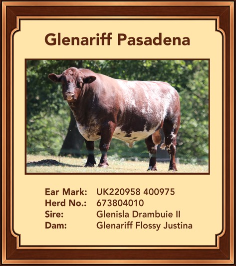 Glenariff Pasadena (Polled)