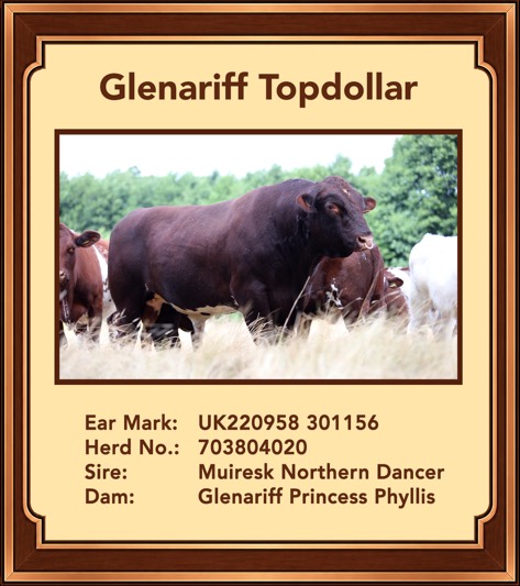 Glenariff Topdollar (polled)
