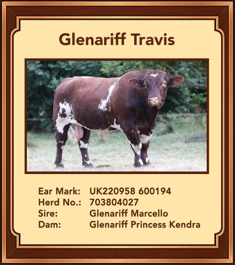 Glenariff Travis (Polled)