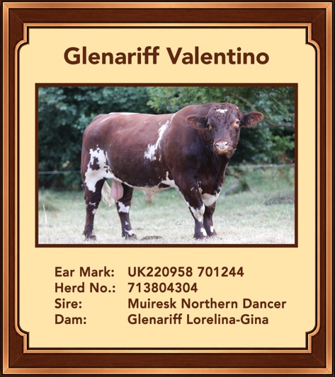 Glenariff Valentino
