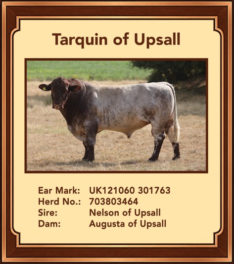Tarquin of Upsall