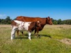 Mother and Calf