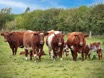Shorthorn Cows with their Calfs