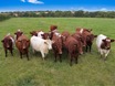 Lining up for a treat