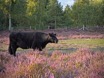 Galloways in Nature