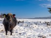 A clear Day in Winter