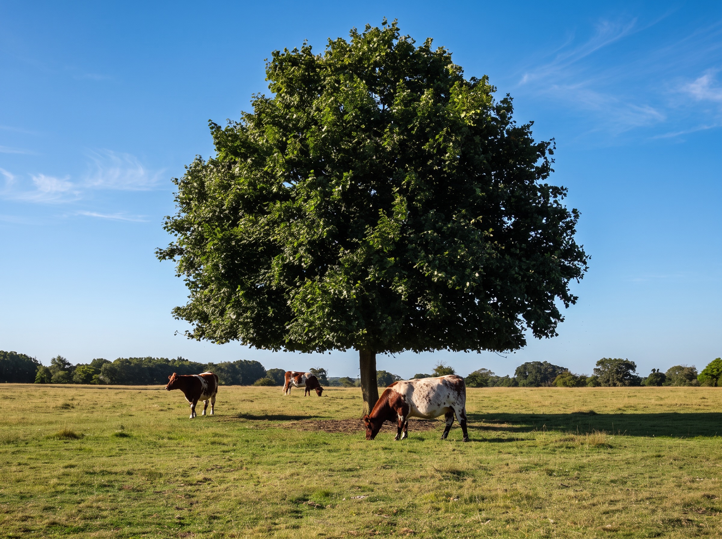 Under the Tree