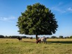 Under the Tree