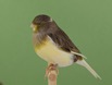 Variegated Consort