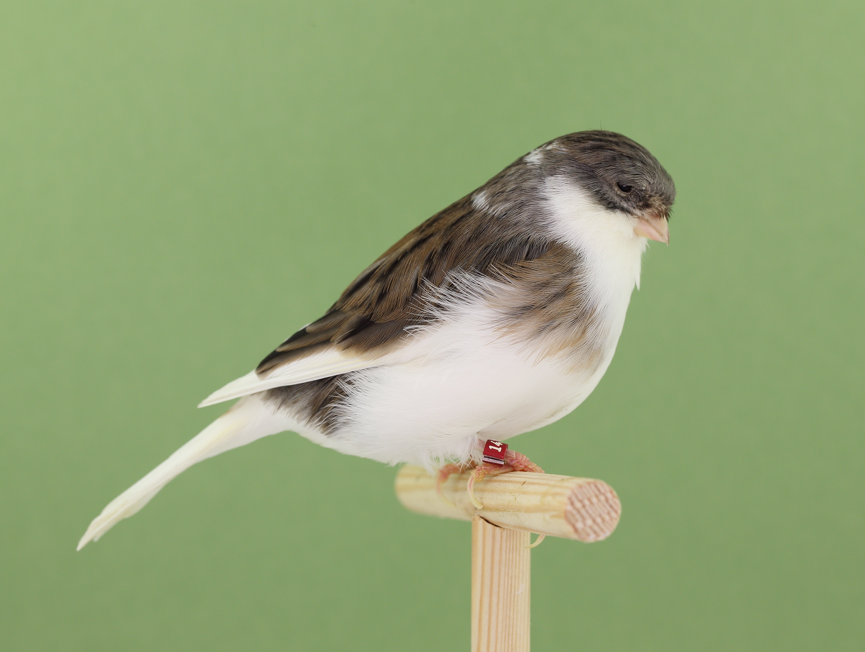 Variegated White Consort