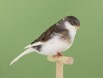 Variegated White Consort