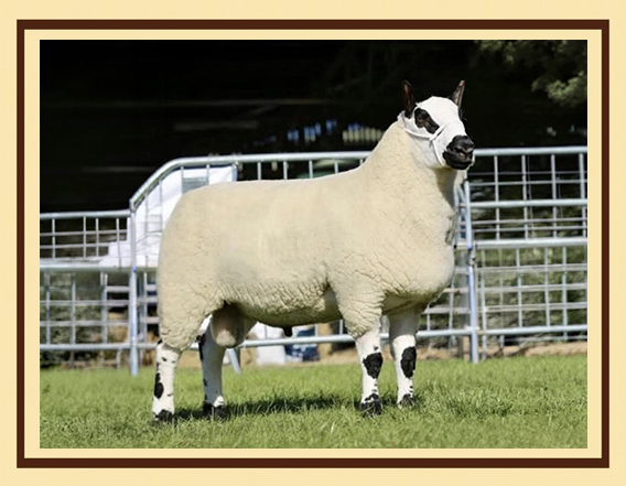 Kerry Hill Sheep