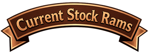 Stock Rams Banner