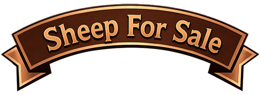 Sheep For Sale Banner