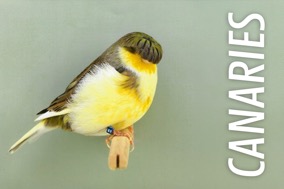 CANARIES