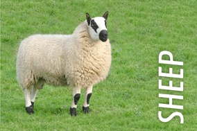 SHEEP
